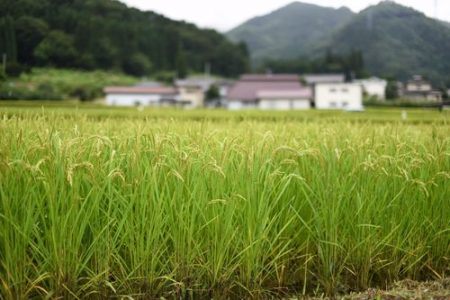 稲作　米　エネルギー